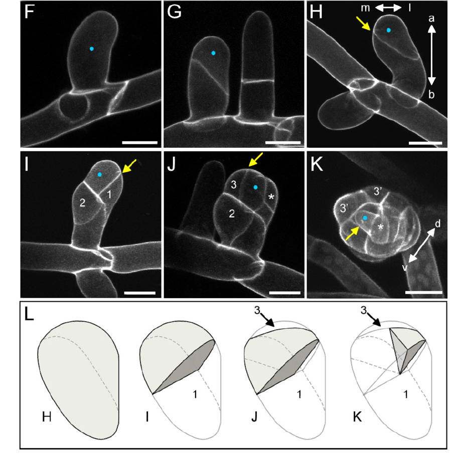 image-20201013165610883