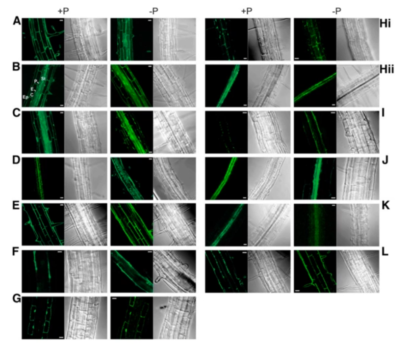 image-20200802124514870